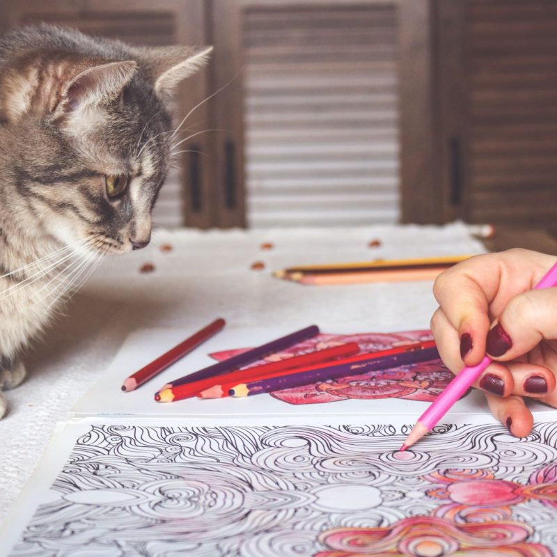 a-cat-observing-a-woman-coloring-the-color-book a-cat-observing-a-woman-coloring-the-color-book